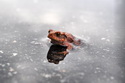 Model��sk� dovolen� Chot�bo� 2012 - online
