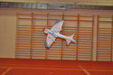 Hala 2010