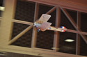 Hala 2010