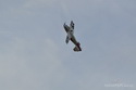Lipeneck� Obr 2010